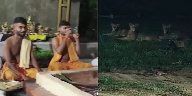 Havan was happening in the temple, saints kept doing chanting only three lions and then ...., video viral