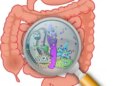 Hydrogen is necessary to maintain digestive balance, study reveals