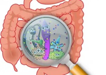 Hydrogen is necessary to maintain digestive balance, study reveals