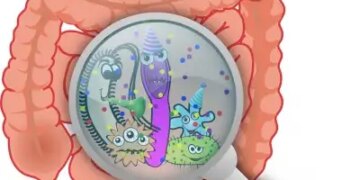 Hydrogen is necessary to maintain digestive balance, study reveals