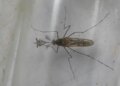 Impact of climate change, mosquitoes found for the first time in Iceland