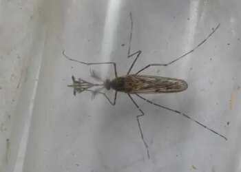 Impact of climate change, mosquitoes found for the first time in Iceland