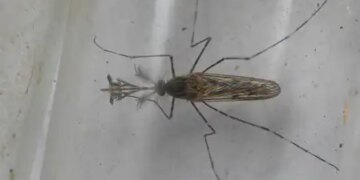 Impact of climate change, mosquitoes found for the first time in Iceland