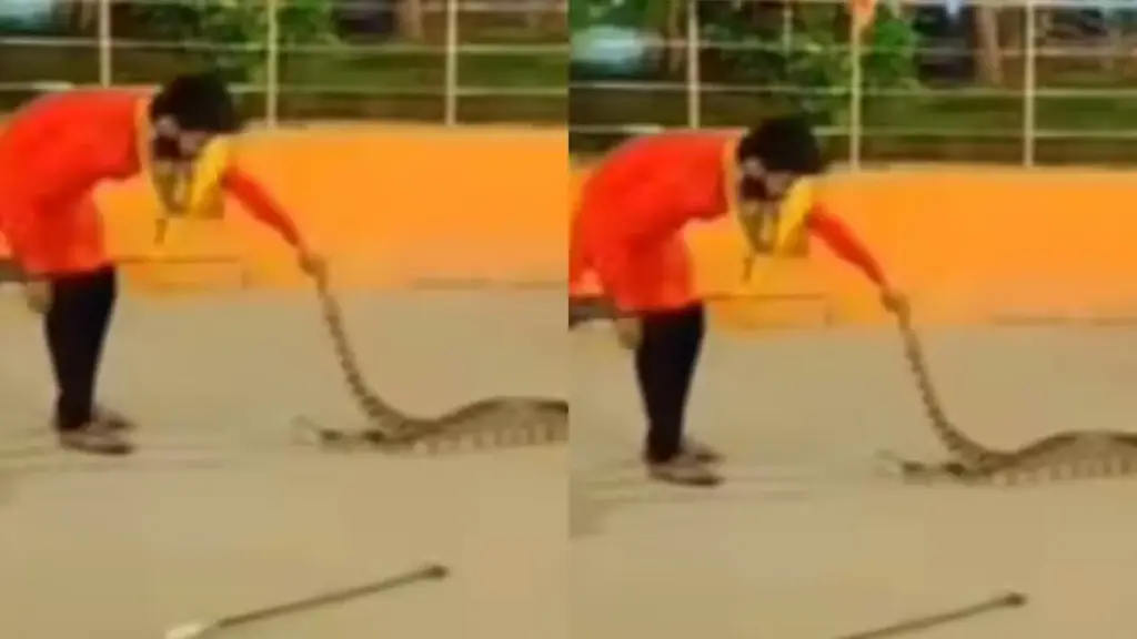 'It seems that Yamraj is on leave...' A young man dragged a 13 feet long python here, the heart will tremble after watching the VIDEO