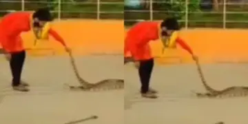 'It seems that Yamraj is on leave...' A young man dragged a 13 feet long python here, the heart will tremble after watching the VIDEO