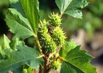 It's not a weed, it's a medicine! Know the medicinal properties of 'Sankhahuli'