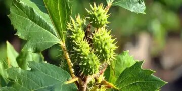 It's not a weed, it's a medicine! Know the medicinal properties of 'Sankhahuli'