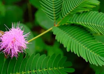 Lajwanti is a treasure trove of Ayurvedic properties, know how it takes care of your health.