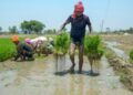 Maan government is with the farmers: Promise to buy one bag each of paddy, farmers are getting the full price