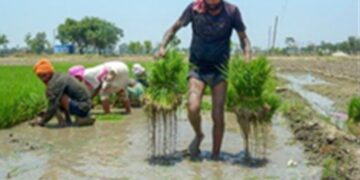 Maan government is with the farmers: Promise to buy one bag each of paddy, farmers are getting the full price