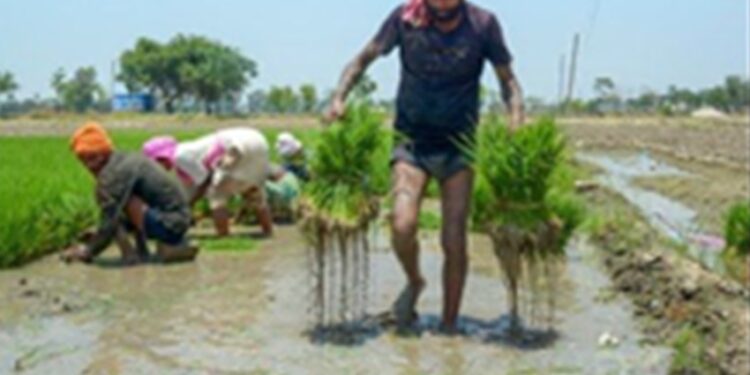 Maan government is with the farmers: Promise to buy one bag each of paddy, farmers are getting the full price