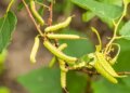 Mordo Phali: An Ayurvedic Key From Digestion to Diabetes