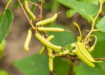 Mordo Phali: An Ayurvedic Key From Digestion to Diabetes