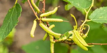 Mordo Phali: An Ayurvedic Key From Digestion to Diabetes