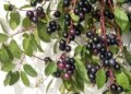 Neelbari: Nature's precious treasure, which will keep you healthy