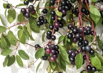 Neelbari: Nature's precious treasure, which will keep you healthy
