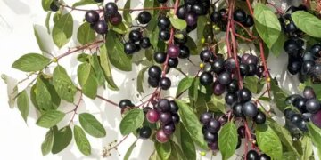 Neelbari: Nature's precious treasure, which will keep you healthy