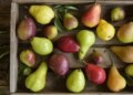 Pear is a boon for diabetic patients, it also takes care of the heart.