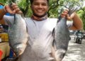Punjab: Government declares 'Rohu' as state fish
