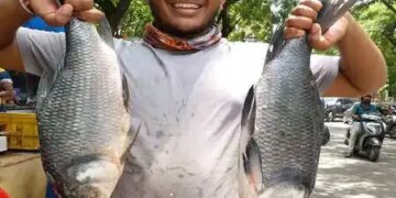 Punjab: Government declares 'Rohu' as state fish