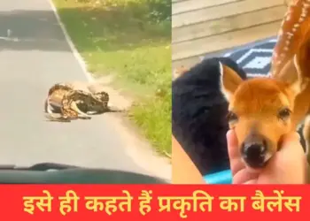 Python hunted deer, what happened after that...heart will be happy to see