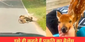 Python hunted deer, what happened after that...heart will be happy to see