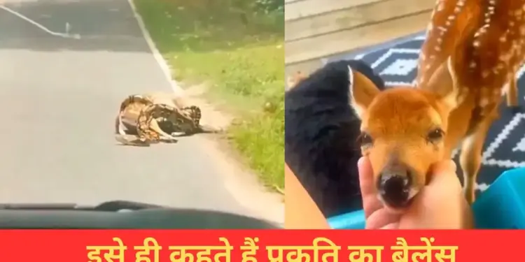 Python hunted deer, what happened after that...heart will be happy to see
