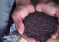Saharsa: Mustard oil factory of Chandrayaan village became an example of inspiration.