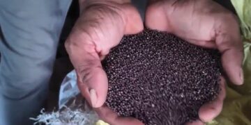 Saharsa: Mustard oil factory of Chandrayaan village became an example of inspiration.