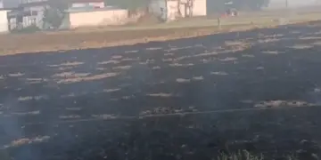 Stubble Burning In Punjab: Dangerous pollution in and around Delhi, despite the strict stance of the Supreme Court, farmers in Punjab are burning stubble parali fearlessly, terrible pollution in and around Delhi and farmers in Punjab are burning stubble parali