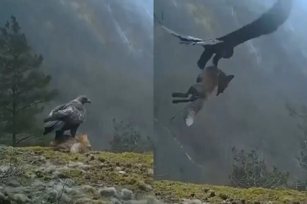 The eagle showed such strength in the stormy wind, it lifted the fox into the sky in one stroke, you too will be shocked after watching the viral video
