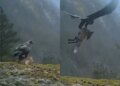The eagle showed such strength in the stormy wind, it lifted the fox into the sky in one stroke, you too will be shocked after watching the viral video