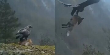 The eagle showed such strength in the stormy wind, it lifted the fox into the sky in one stroke, you too will be shocked after watching the viral video