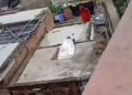 The neighbor was sleeping wrapped in a sheet with the boy in broad daylight, then the mother came and made a mess, you will burst out laughing after watching the viral video.