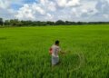 The quantity of complex fertilizers in India is estimated to increase by 2-4 percent in the current financial year: Report