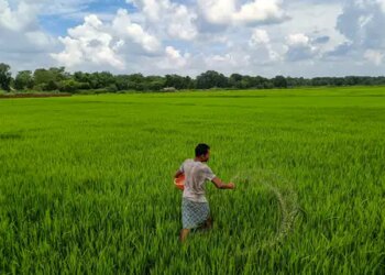 The quantity of complex fertilizers in India is estimated to increase by 2-4 percent in the current financial year: Report