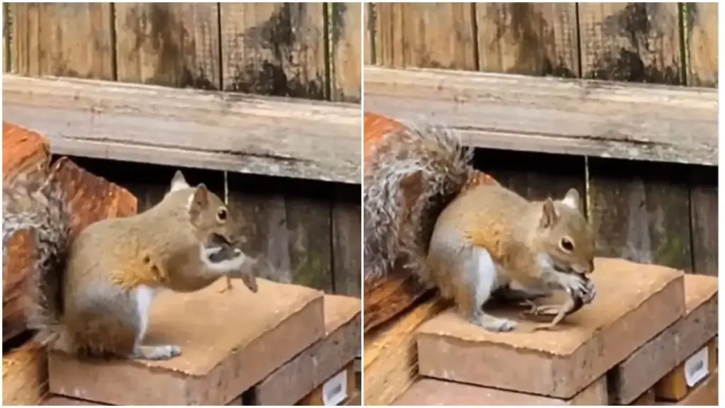 This squirrel was not ordinary, it turned out to be a monster! Chameleon was killed and eaten, people were left teary eyed after watching the viral video