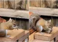 This squirrel was not ordinary, it turned out to be a monster! Chameleon was killed and eaten, people were left teary eyed after watching the viral video