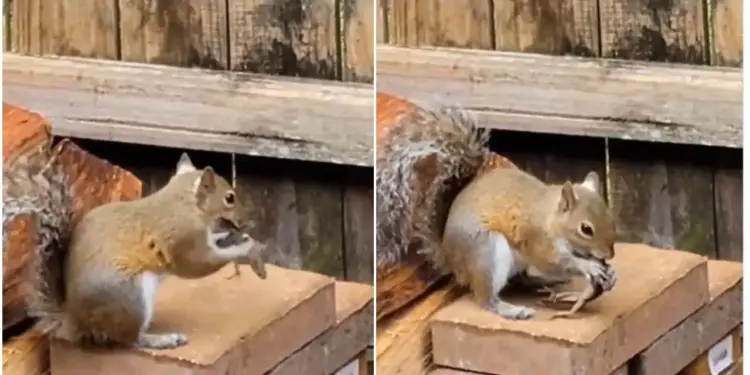 This squirrel was not ordinary, it turned out to be a monster! Chameleon was killed and eaten, people were left teary eyed after watching the viral video
