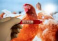 Three-year-old girl in Cambodia infected with H5N1 bird flu, Health Ministry confirms