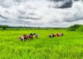 Traditional Agricultural Development Scheme is promoting organic farming in India, strengthening millions of farmers