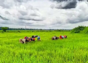 Traditional Agricultural Development Scheme is promoting organic farming in India, strengthening millions of farmers
