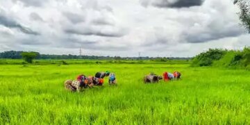 Traditional Agricultural Development Scheme is promoting organic farming in India, strengthening millions of farmers