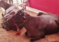 Video of modern buffalo goes viral, request to give up fodder and eat burger created a stir on social media