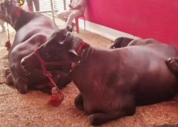 Video of modern buffalo goes viral, request to give up fodder and eat burger created a stir on social media