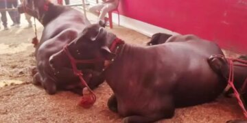 Video of modern buffalo goes viral, request to give up fodder and eat burger created a stir on social media