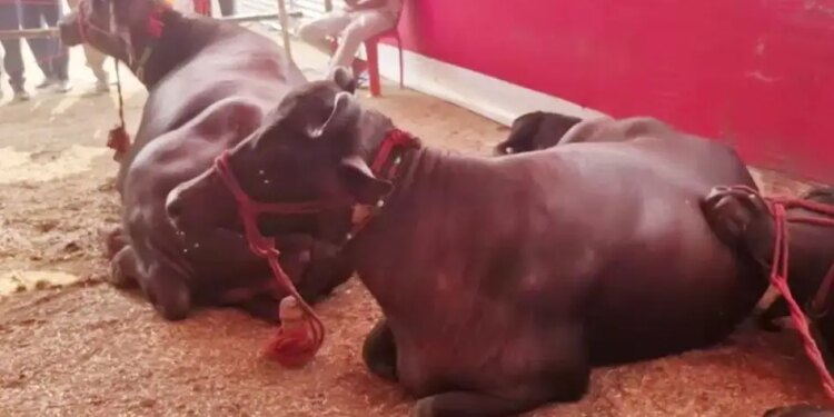 Video of modern buffalo goes viral, request to give up fodder and eat burger created a stir on social media