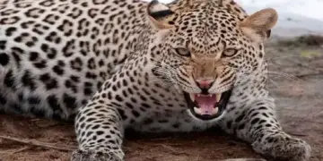 Viral Video: The dreaded beast landed in the water, when trapped in the trap of death, the army showed bravery, see the hair-raising rescue