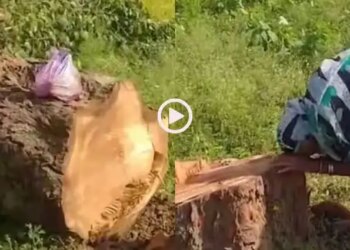 Woman cried bitterly after seeing the tree she planted 20 years ago cut, video will make you emotional