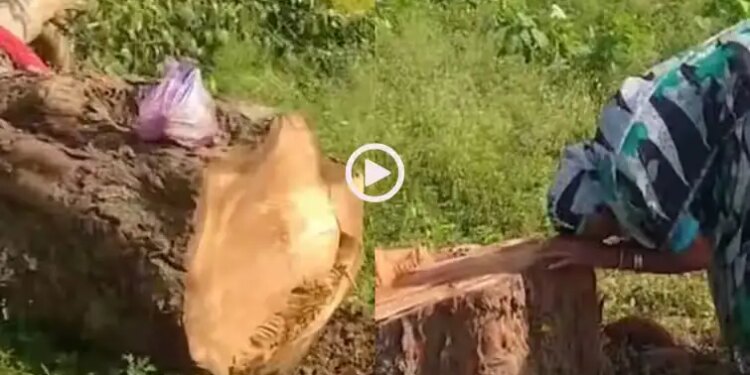 Woman cried bitterly after seeing the tree she planted 20 years ago cut, video will make you emotional